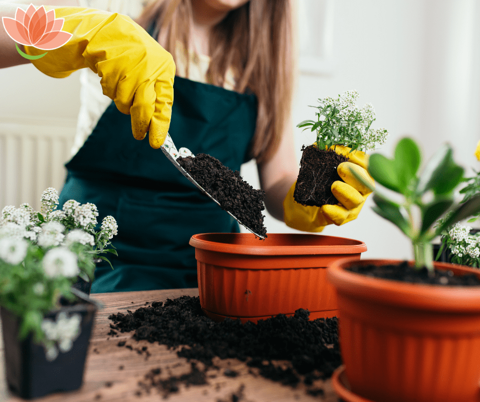 Pandemic Gardening